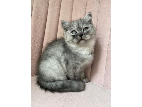 Safkan british longhair