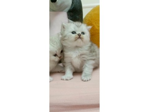 Scottish fold yavrular