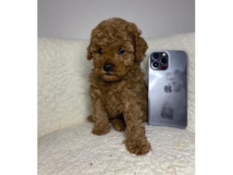 Micro boy büyümeyen tüy dökmeyen toy poodle