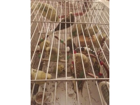 Yavru jumbo muhabbet kuşu