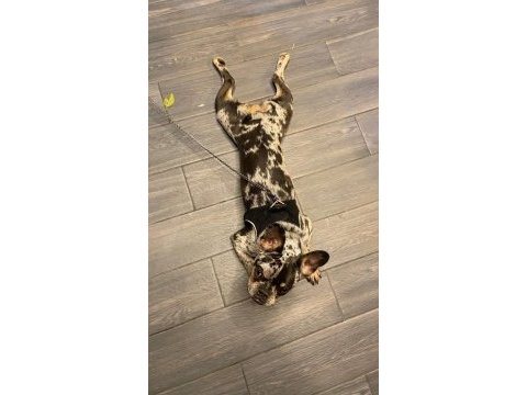 9 aylık dişi french bulldog tiger desenli aşıları tam
