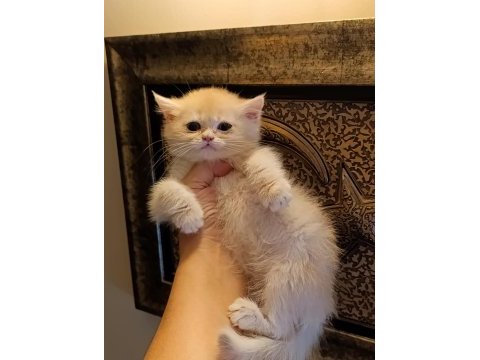 Lilac golden erkek yavru british shorthair