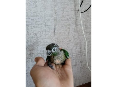 Yavru konur papağanı