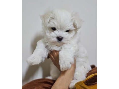 Teacup korekan maltese yavrularımız