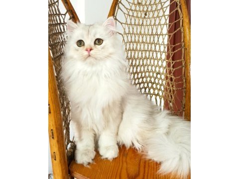 British longhair kedimiz