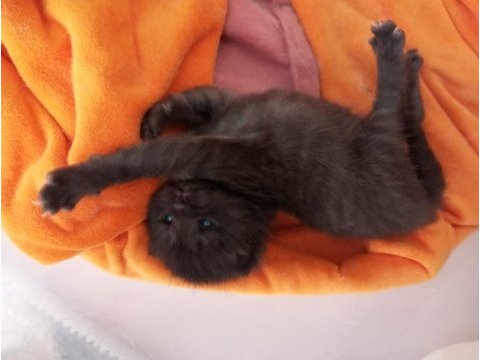 British shorthair yavrularımızı sahiplendiriyoruz