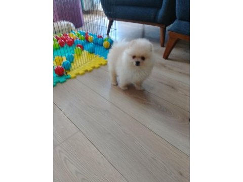 Pomeranian boo teacup yavrular