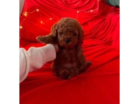 Safkan toy poodle bebekler