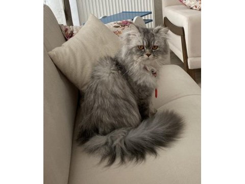 Chinchilla prense eş arıyoruz