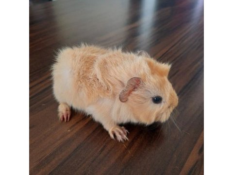 Peruvan ginepig yavrularımız