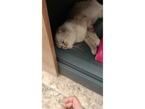 Aşırı uysal ev kedisi