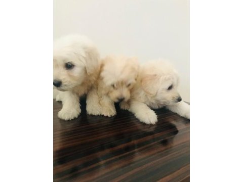 Maltese terrier 4 erkek bebiş