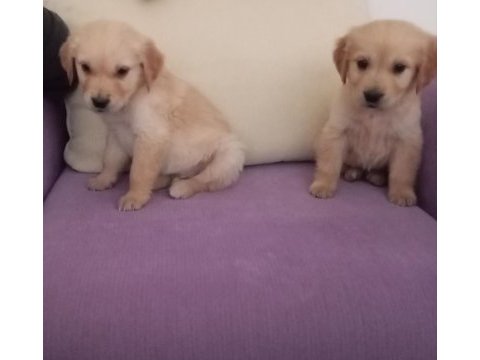 Golden retriever yavrumuz baby face ırk garantili teslim