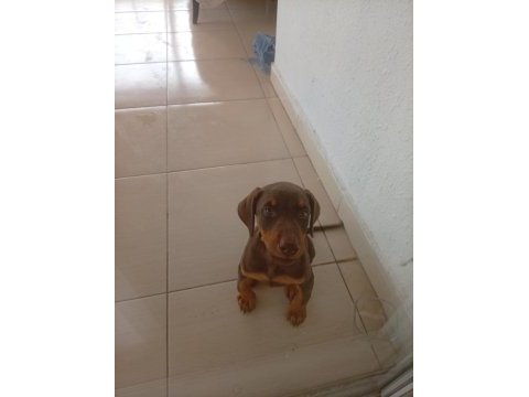3 aylık kahverengi doberman