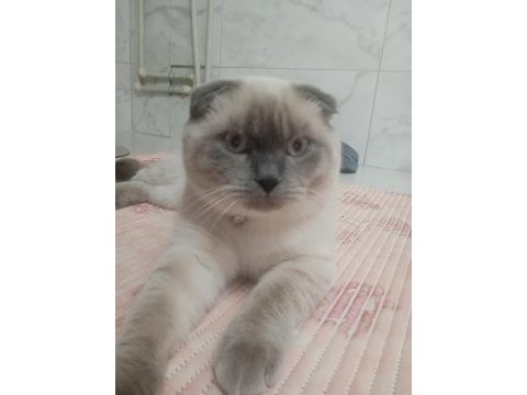 Scottish fold blue point