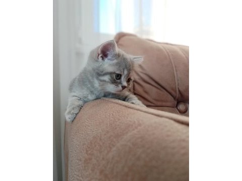 2 tane british shorthair yavrumuz