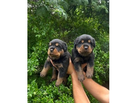 Safkan rottweiler yavruları