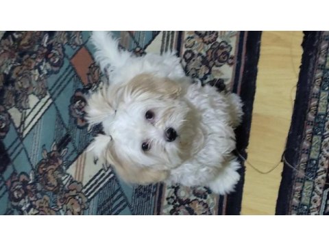 Aşıları tam 4 aylık yavru terrier
