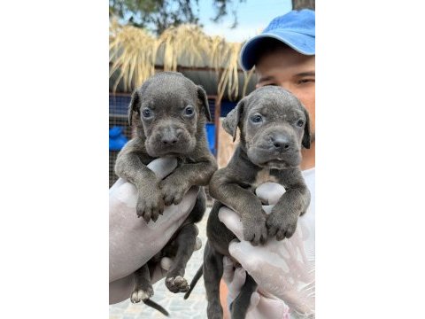 Cane corso yavrularımız