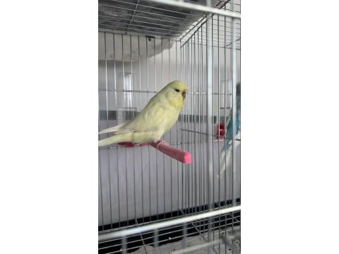 Jumbo muhabbet kuşları takım