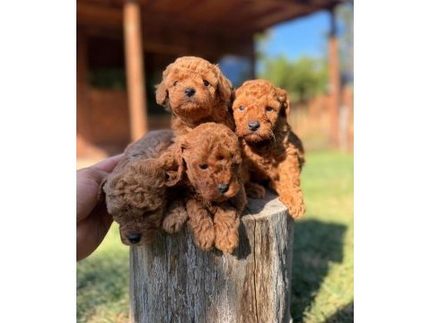 Orijinal toy poodle yavrular aşılı sakarya