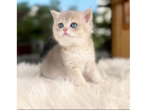 Erkek blue golden british shorthair