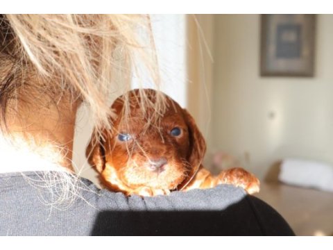 Red toy poodle