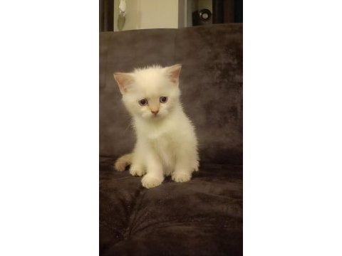 Safkan british shorthair son yavru