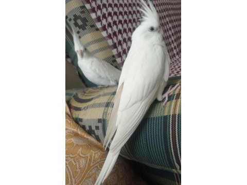 Albino kırmızı göz sultan papağanları