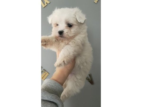 Maltese bebekler