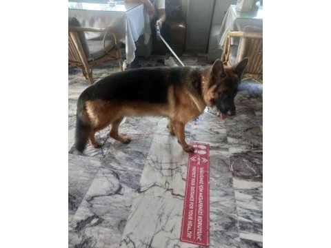 Alman kurdu köpeği yavruları
