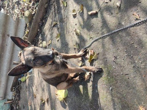 3 aylık safkan belçika malinois yavru