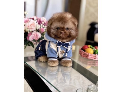 Çikolata tam ayıcık pomeranian boo