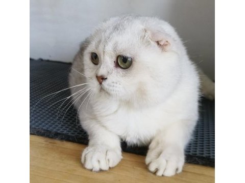 Scottish fold shorthair bs 11 erkek