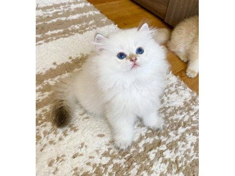 Safkan british longhair golden point erkek yavru