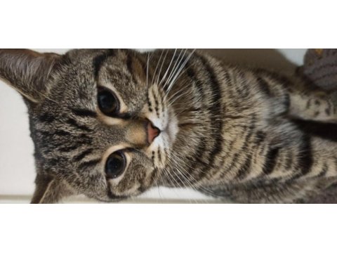 Ücretsiz erkek british shorthair