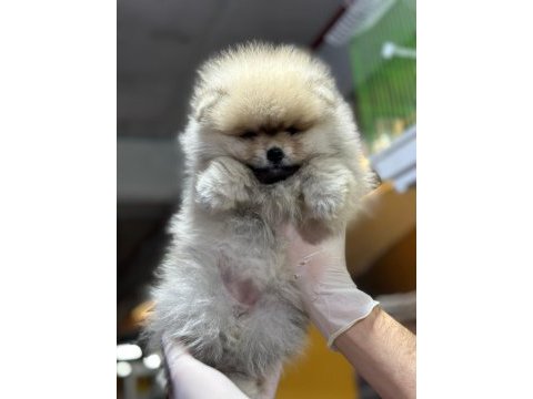 Pomeranıan boo dünyası