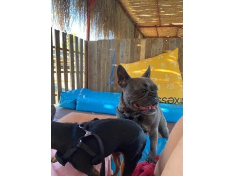 Sevimli dişi french bulldog