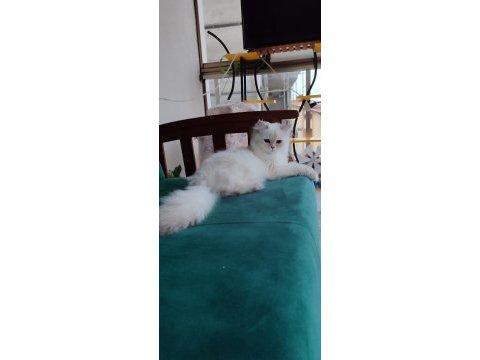 British longhair golden point cy11 33 full şecereli