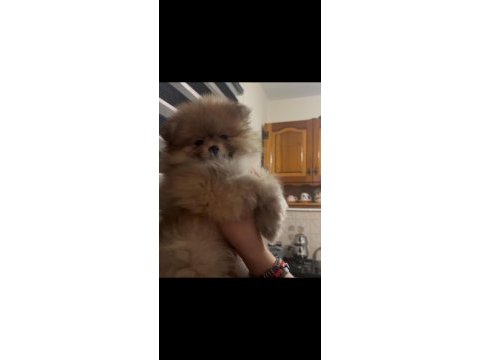 Son kalan pofuduk dişi pomeranian