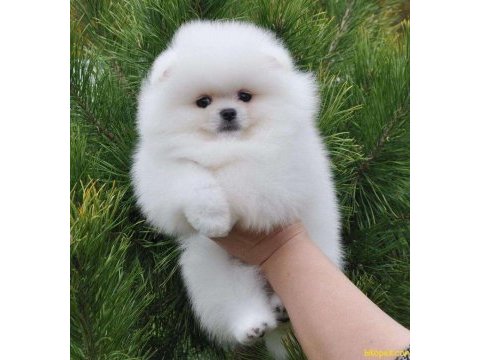 Mersin pomeranian boo köpeklerimiz