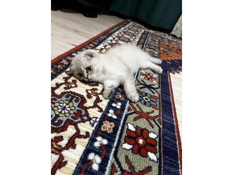 Scottish fold kızımıza acil yuva arıyoruz