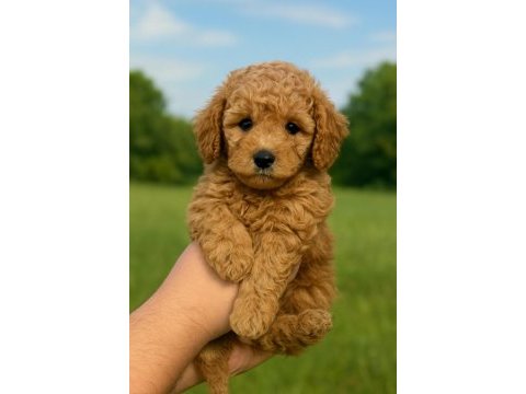 Orjinal kaliteli poodle