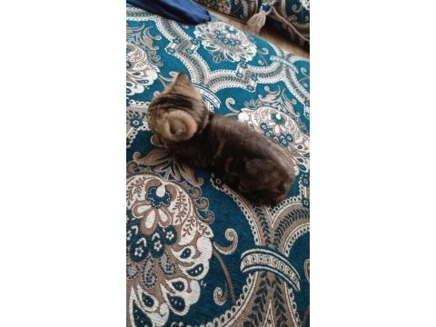 Scottish fold yeni yuvamızı arıyoruz