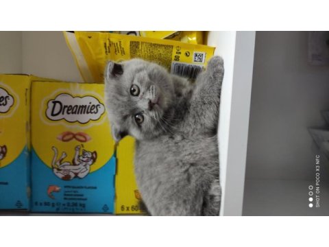 Kaliteli british shorthair yavrular dişi ve erkek mevcut