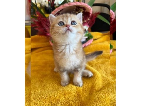 Elit safkan british dişi kedi isteyenlere