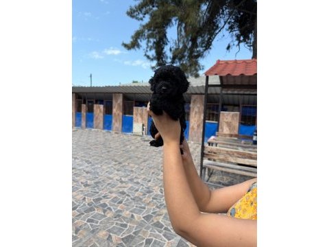 Maltipoo yavrusu köpeklerimiz