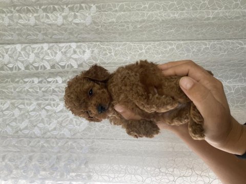 Toy poodle bebekler