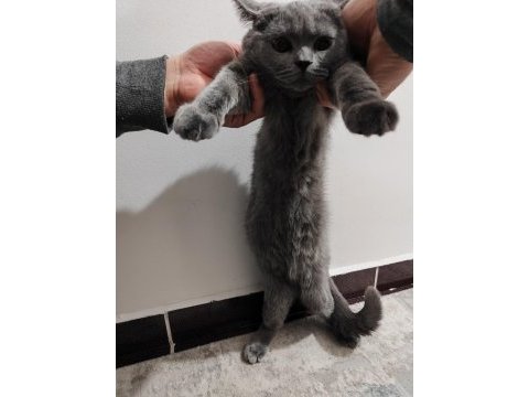 Tamamen sağlıklı 2 güzel british shorthair