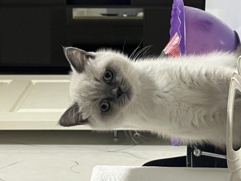 British blue point